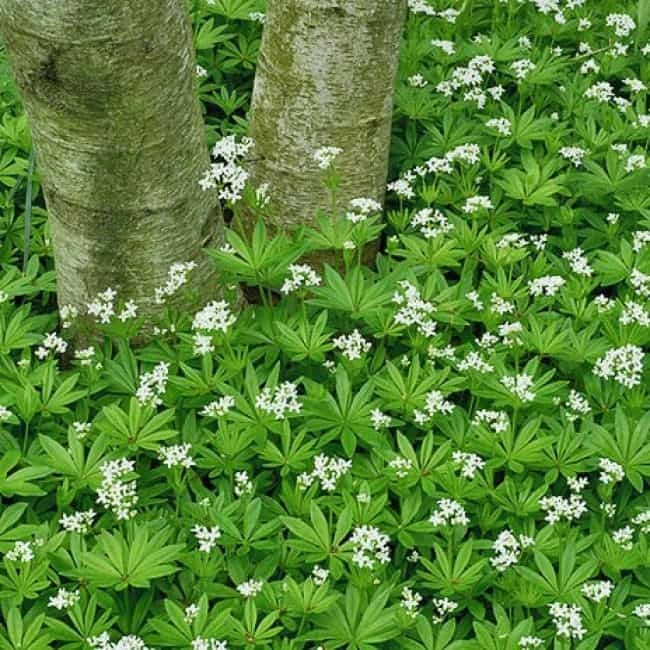 best ground cover plants