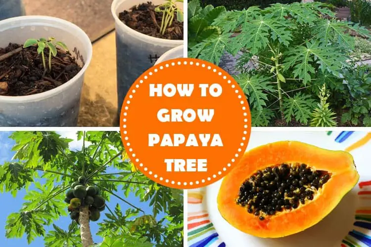 How To Grow Papaya Tree : Papaya Tree Care