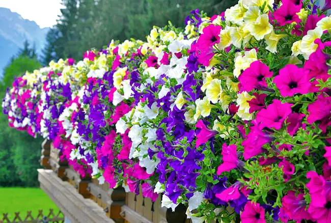 How to Care for Petunias