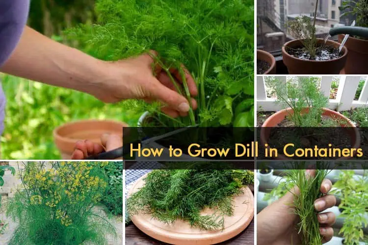 How to Grow Dill in Containers