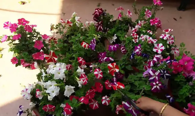 Pinching Is Necessary Petunias in Pots