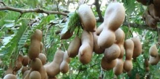 tamarind plant grow growing amazon gardenoid care tips