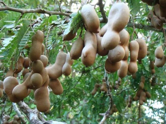 How To Grow Tamarind Plant: Growing Tamarind