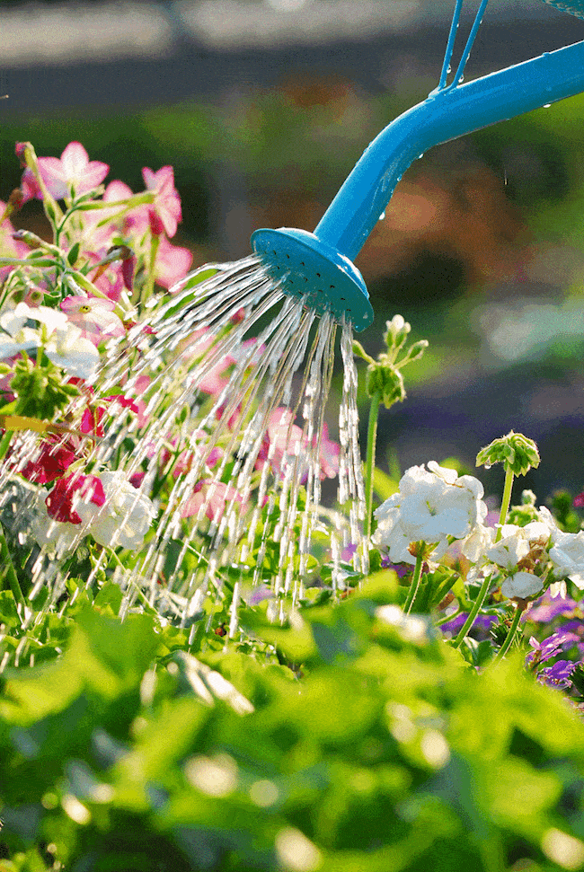 Water Moderately Petunias in Containers