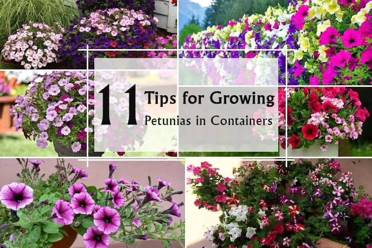 11 Tips for Growing Petunias in Containers and How to Care for Petunias