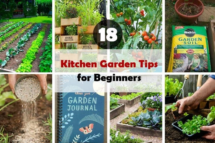 18 Great Tips Every Beginner Should Know To Start A Perfect Kitchen Garden
