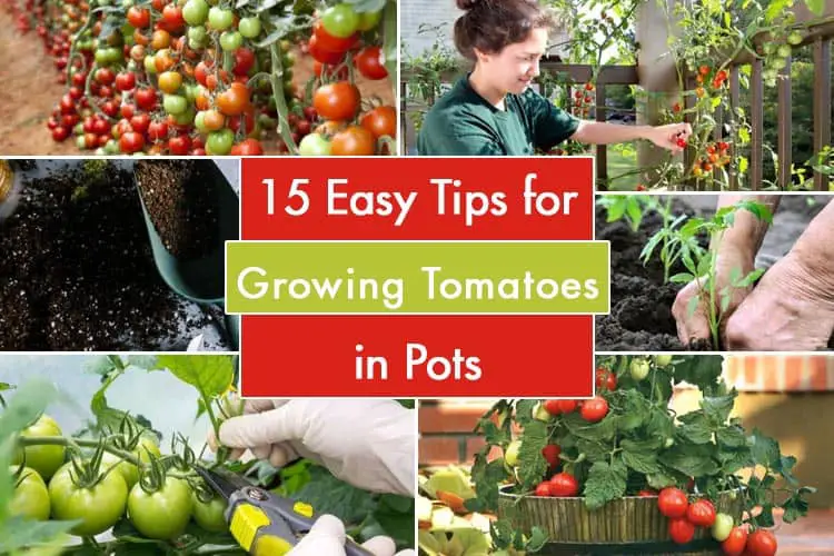 15 Easy Tips For Growing Tomatoes in Pots : 18 Best Varieties