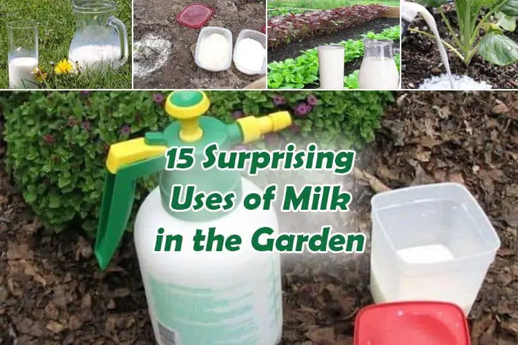 15 Surprising Uses of Milk for Plants in the Garden