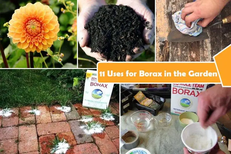 Uses for Borax in the Garden