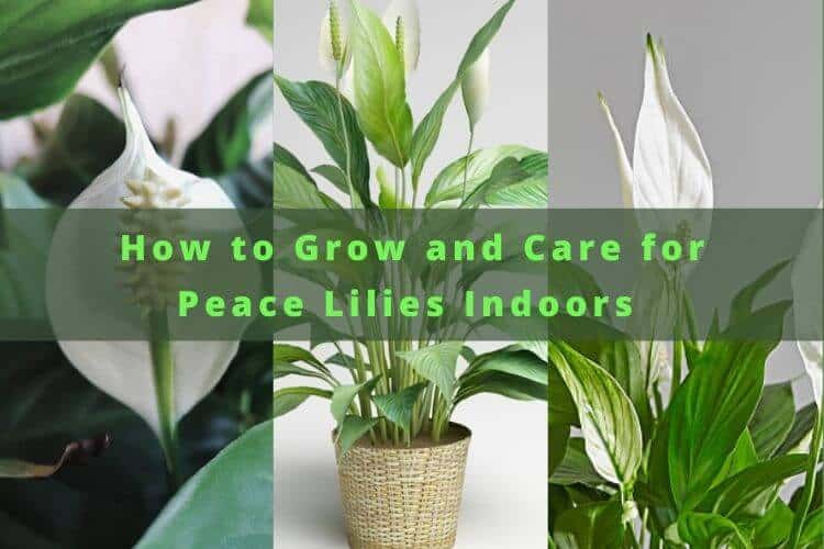 How to Grow and Care for Peace Lilies Indoors