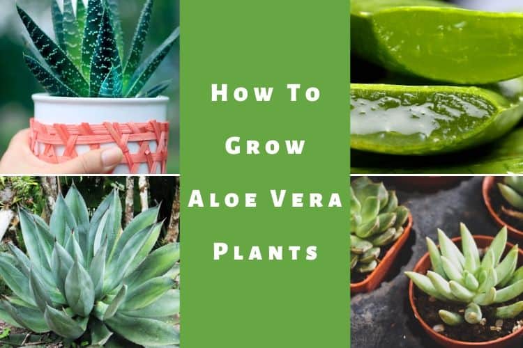 Definitive Guide on How to Grow and Care for Aloe Vera Plants