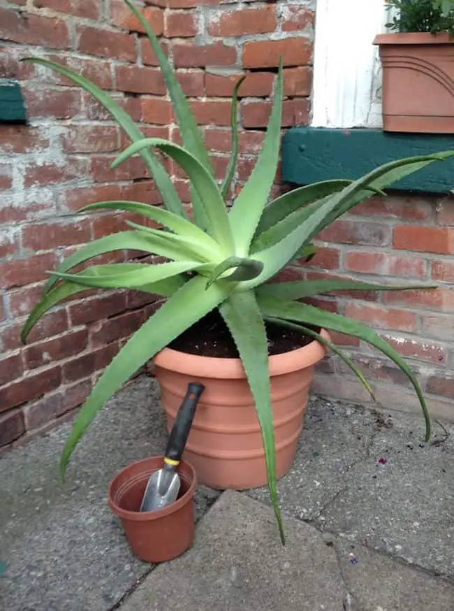 How do you care for an Aloe plant