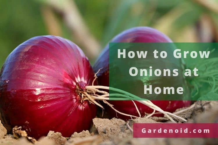 Expert Advice on How to Grow Onions at Home