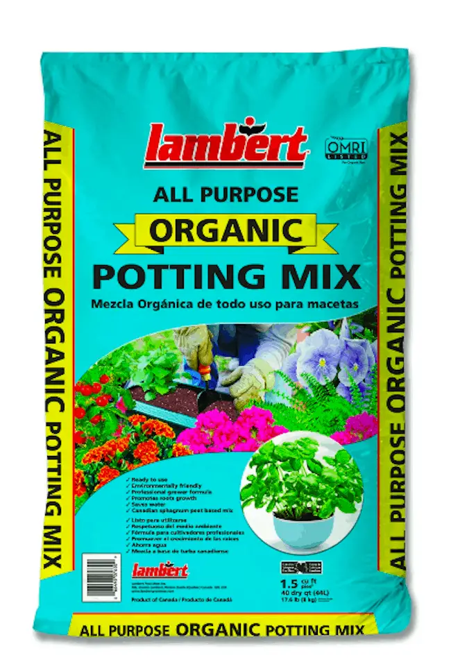 Spider Plant Pot