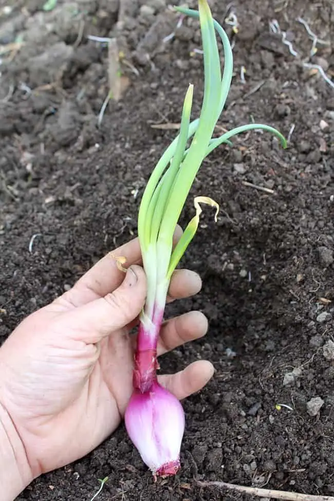 Grow Onions at Home