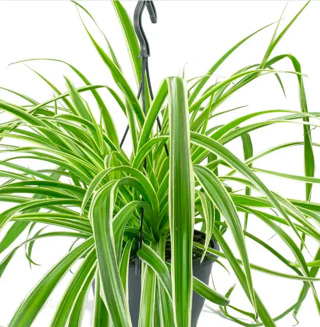 Growing Spider Plants