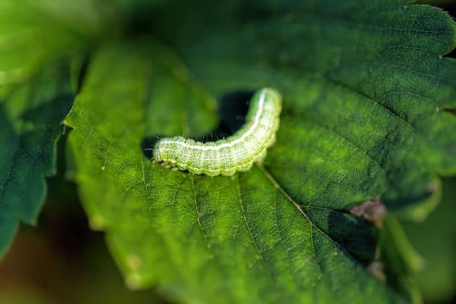 How to get Rid of Cabbage Worms