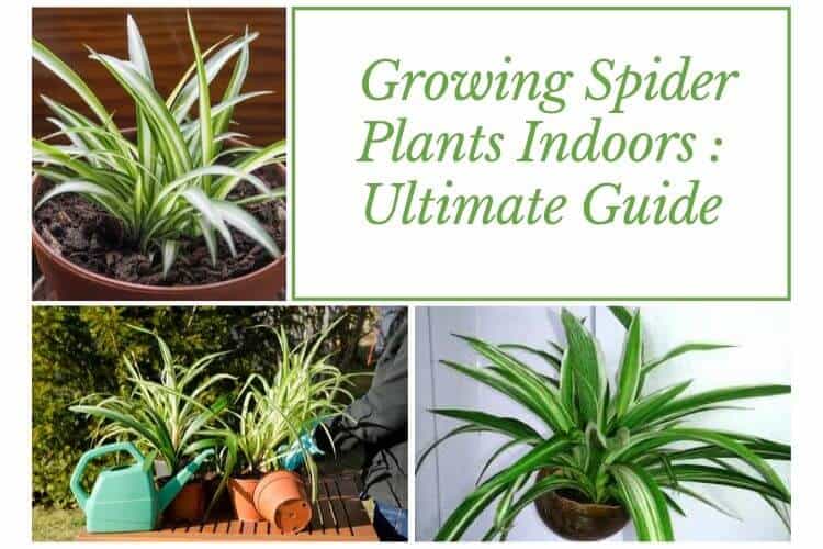 Growing Spider Plants Indoors