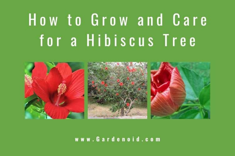 Ultimate Guide on How to Grow and Care for a Hibiscus Tree