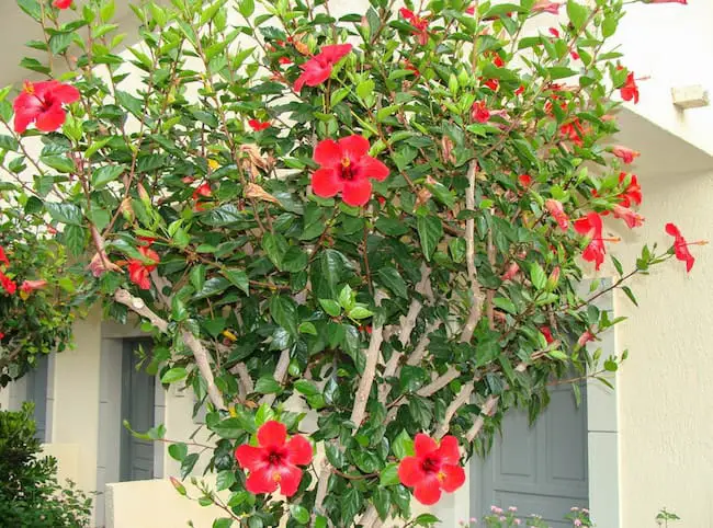 How to Grow Hibiscus