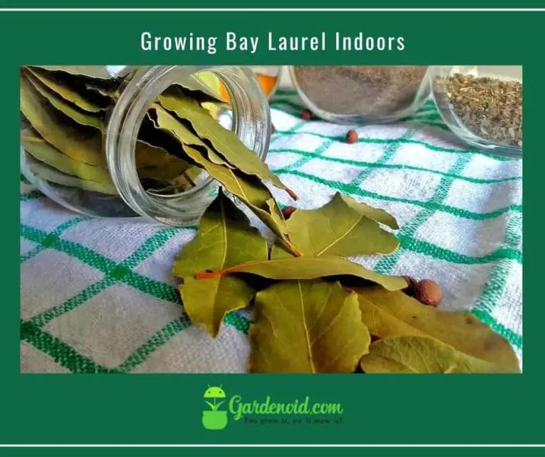 Growing Bay Laurel Indoors : A Comprehensive Guide