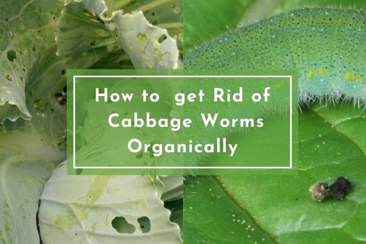 How to get Rid of Cabbage Worms Organically