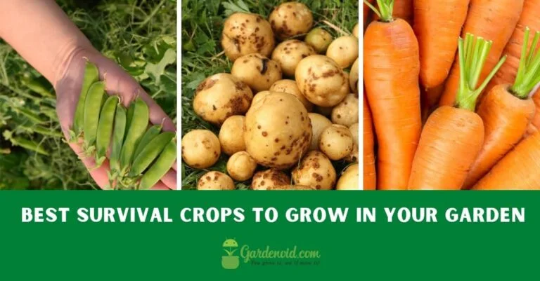 21 Best Crops to Grow In A Survival Garden