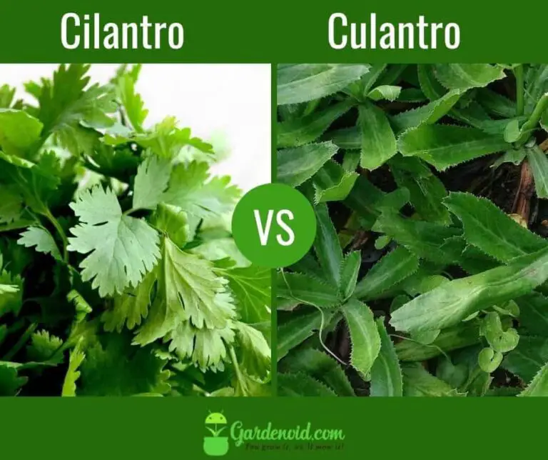 Cilantro vs Culantro : How Does Culantro Differ from Cilantro?