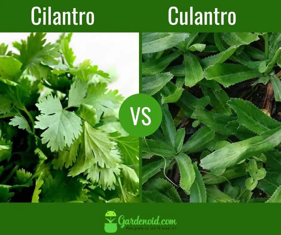 coriander vs parsley