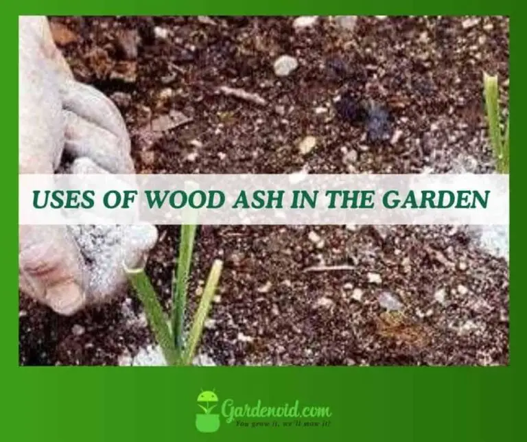 15 Uses of Wood Ash in The Garden