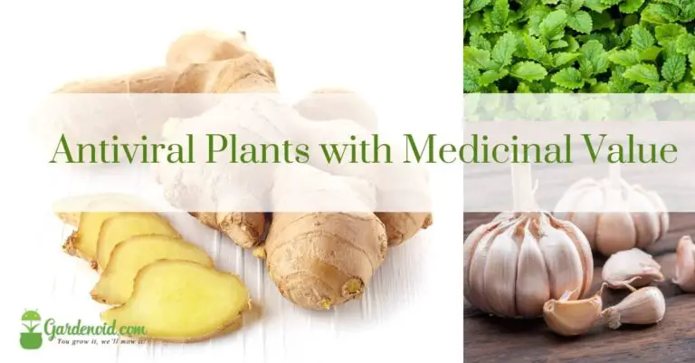 15 Powerful Antiviral Plants with Medicinal Value