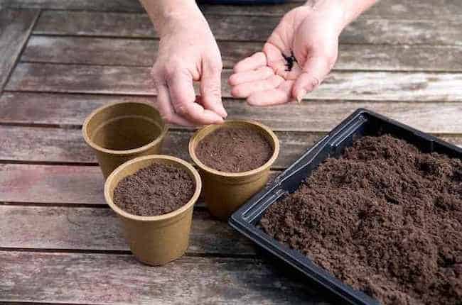How to Grow Leeks in Pots