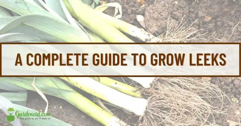 How to Grow Leeks : A Complete Guide