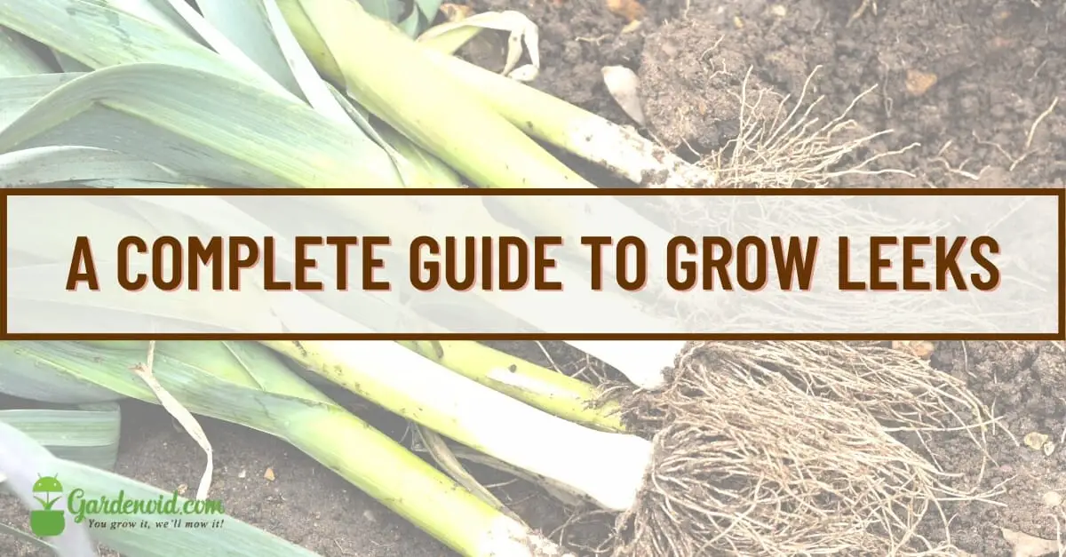 How to Grow Leeks