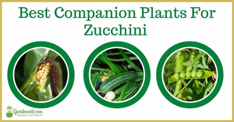 Zucchini Companion Plants : A Comprehensive Guide