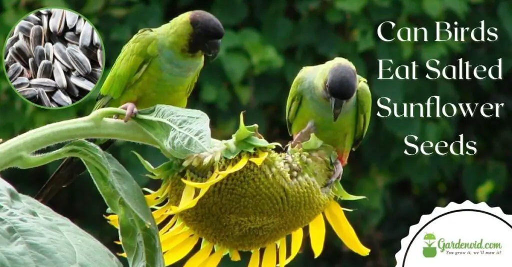 Can Birds Eat Salted Sunflower Seeds