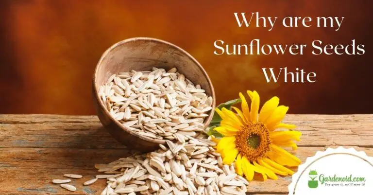 Why are my Sunflower Seeds White?