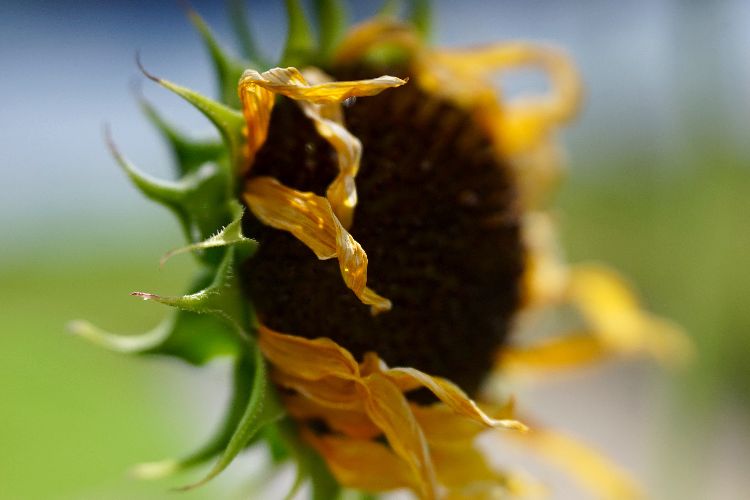 How To Prevent Sunflower Leaves From Turning Brown Sunflower Leaves Turning Brown