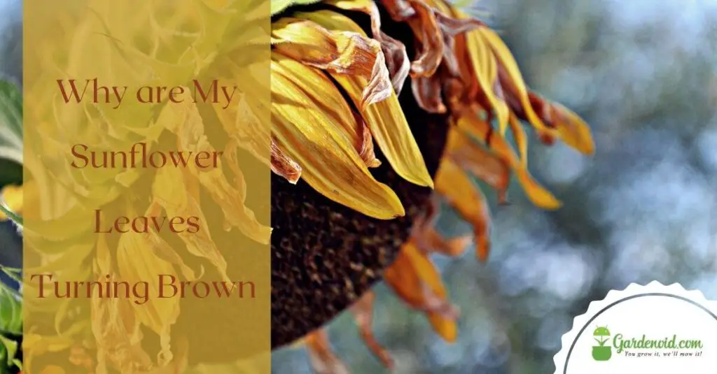 Top 23 Why are my sunflower leaves turning brown and dying 5 Why are My Sunflower Leaves Turning Brown? (Reasons & Prevention!)