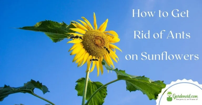 How to Get Rid of Ants on Sunflowers? (Complete Guide!)