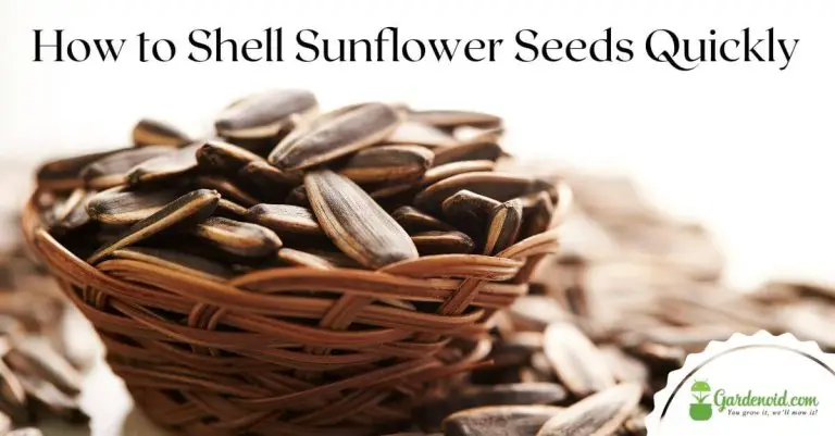 How to Shell Sunflower Seeds Quickly?
