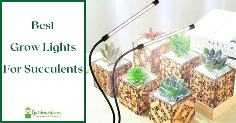7 Best Grow Lights For Succulents in 2023