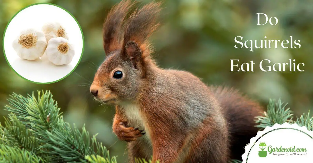 Do Squirrels Eat Garlic? (Let’s Find Out!)