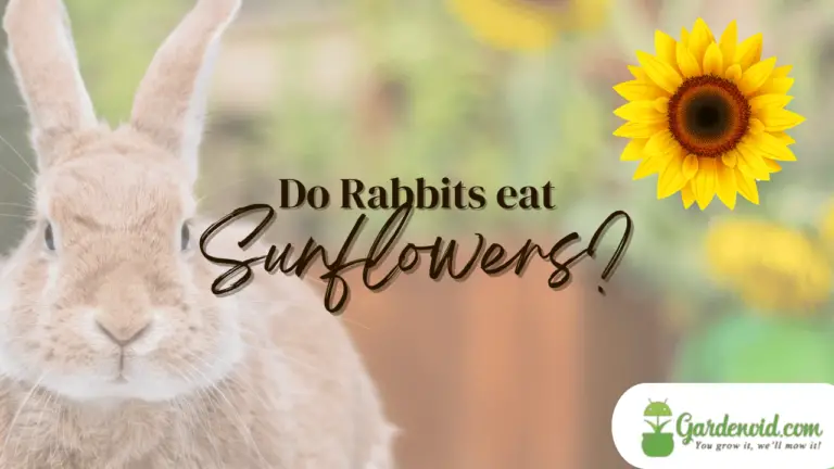Do Rabbits Eat Sunflowers? Tips For Protecting Your Garden
