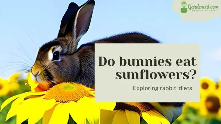 Exploring Rabbit Diets: Do Bunnies Eat Sunflowers?