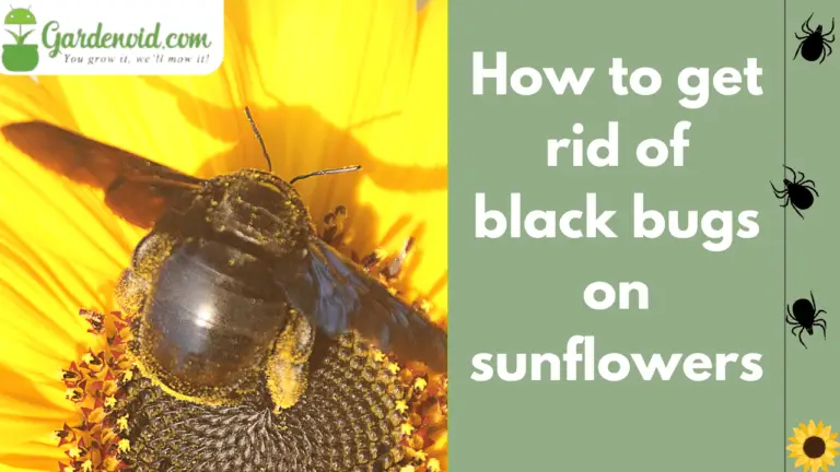 How To Get Rid Of Black Bugs On Sunflowers: Proven Methods