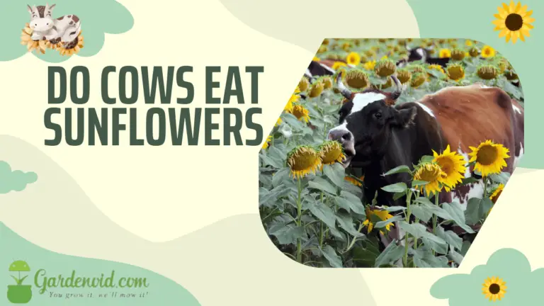 Do Cows Eat Sunflowers? (Cow Diet Facts)