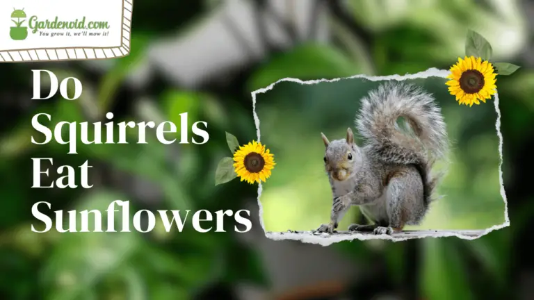 Unveiling The Truth: Do Squirrels Eat Sunflowers?