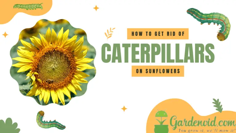 How To Get Rid Of Caterpillars On Sunflowers: Proven Methods