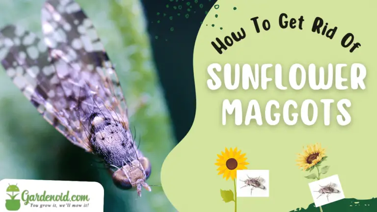 Effective Methods For Eliminating Sunflower Maggots: A Step-by-step Guide
